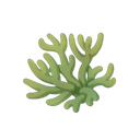 Algae