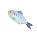 Allis Shad