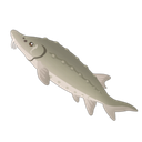 Atlantic Sturgeon