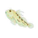 Bia Goby