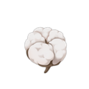 Cotton