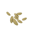 Cumin