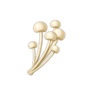 Enoki Mushrooms