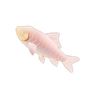 Haditha Cavefish