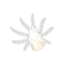 Ivells Sea Anemone