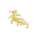 Leafy Sea Dragon