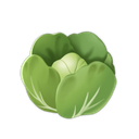 Lettuce