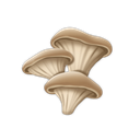 Oyster Mushrooms