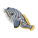 Splendid Toadfish