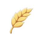 Wheat